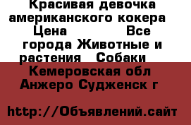 Красивая девочка американского кокера › Цена ­ 35 000 - Все города Животные и растения » Собаки   . Кемеровская обл.,Анжеро-Судженск г.